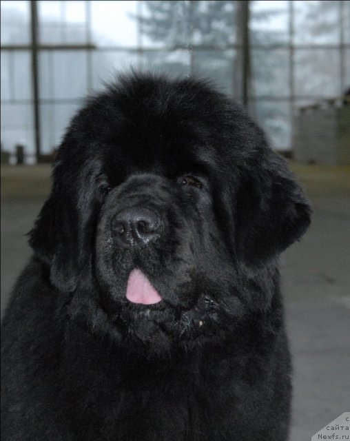 Фото: ньюфаундленд Sent Djons Rose for Me (Сент Джонс Роуз фо Ми)