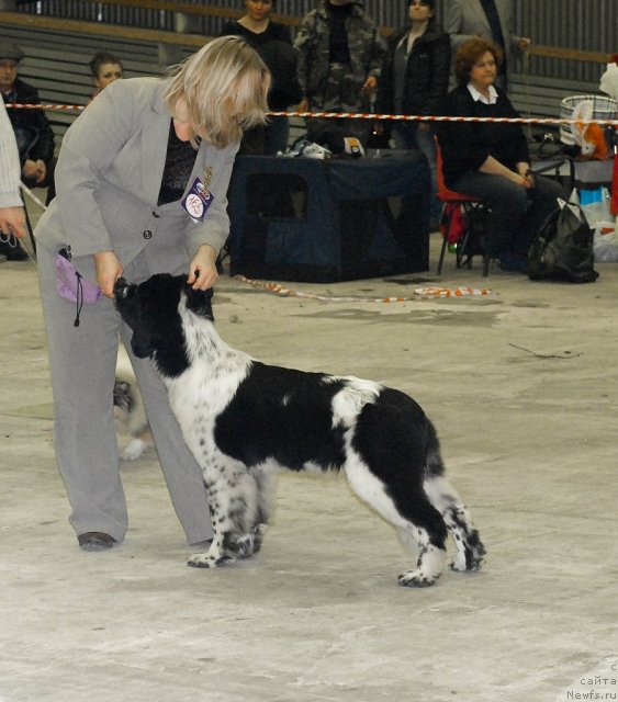 Фото: ньюфаундленд Sent Djons Faberge Collection (Сент Джонс Фаберже Коллекшен)