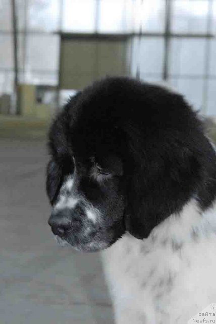 Фото: ньюфаундленд Sent Djons Faberge Collection (Сент Джонс Фаберже Коллекшен)