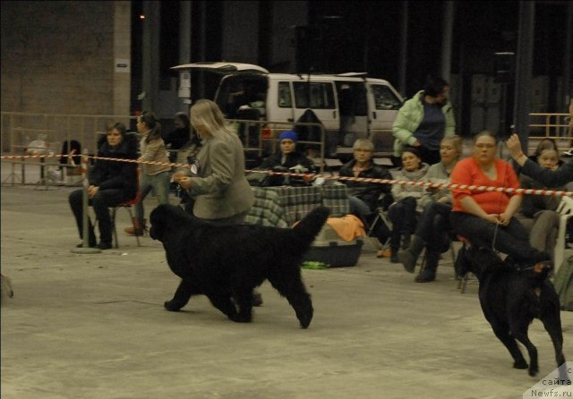 Фото: ньюфаундленд Sent Djons Rose for Me (Сент Джонс Роуз фо Ми)
