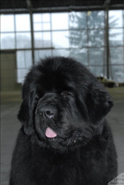 Фото: ньюфаундленд Sent Djons Rose for Me (Сент Джонс Роуз фо Ми)