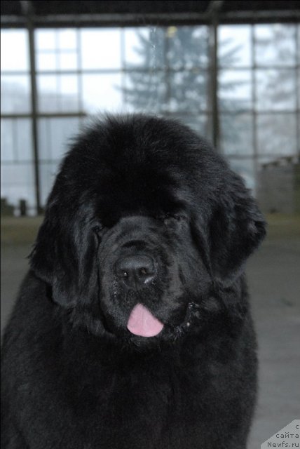 Фото: ньюфаундленд Sent Djons Rose for Me (Сент Джонс Роуз фо Ми)