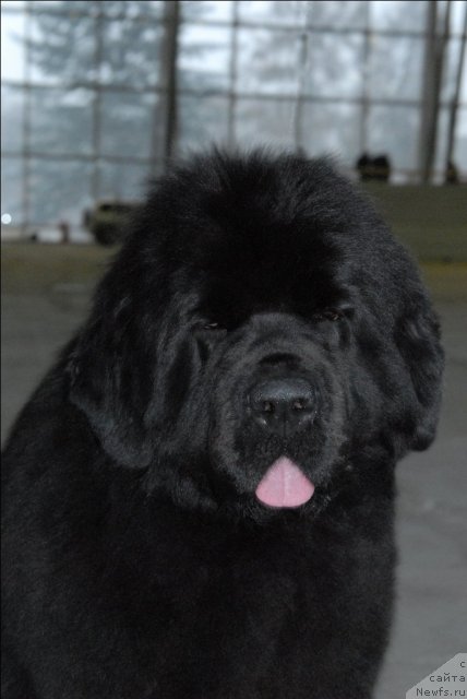 Фото: ньюфаундленд Sent Djons Rose for Me (Сент Джонс Роуз фо Ми)