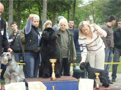 Фото: ньюфаундленд Giacomo vom Darius Land, Nina Bazulina (Нина Базулина)