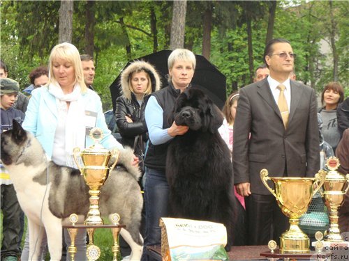 Фото: ньюфаундленд Giacomo vom Darius Land, Nina Bazulina (Нина Базулина)