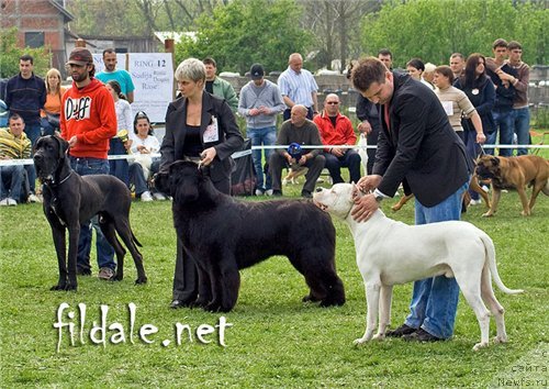 Фото: ньюфаундленд Giacomo vom Darius Land, Nina Bazulina (Нина Базулина)
