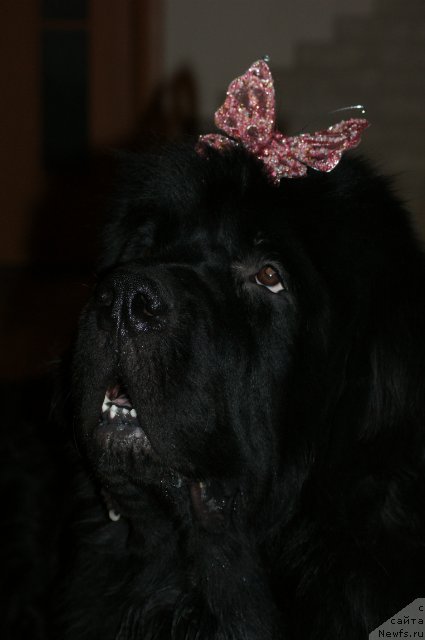 Фото: ньюфаундленд Sent Djons Redjinal'd Fildi Arvizu (Сент Джонс Реджинальд Филди Арвизу)