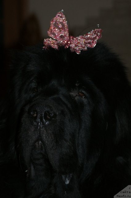 Фото: ньюфаундленд Sent Djons Redjinal'd Fildi Arvizu (Сент Джонс Реджинальд Филди Арвизу)