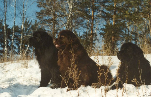 Фото: ньюфаундленд Hanna Rif Barri Bie (Ханна Риф Барри Биэ), ньюфаундленд YAsika Janye Barri Biye (Ясика Жанэ Барри Биэ), ньюфаундленд Janetta iz Krasnogo YAra (Жанетта из Красного Яра)