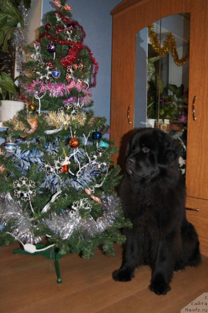 Фотография № 55874