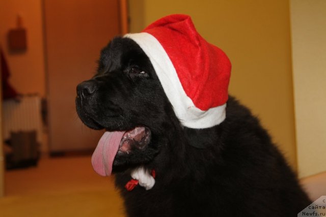 Фото: ньюфаундленд Restayling From SHipmyen (Рестайлинг Фром Шипмэн)