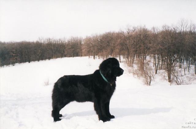 Фото: ньюфаундленд Cacyiba Lav of Ovaciya (Цацыба Лав оф Овация)
