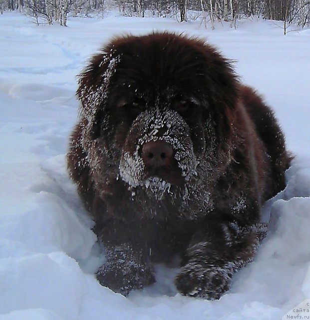 Фото: ньюфаундленд CHernyiy SHarm Abrikosovaya Karamel' (Черный Шарм Абрикосовая Карамель)
