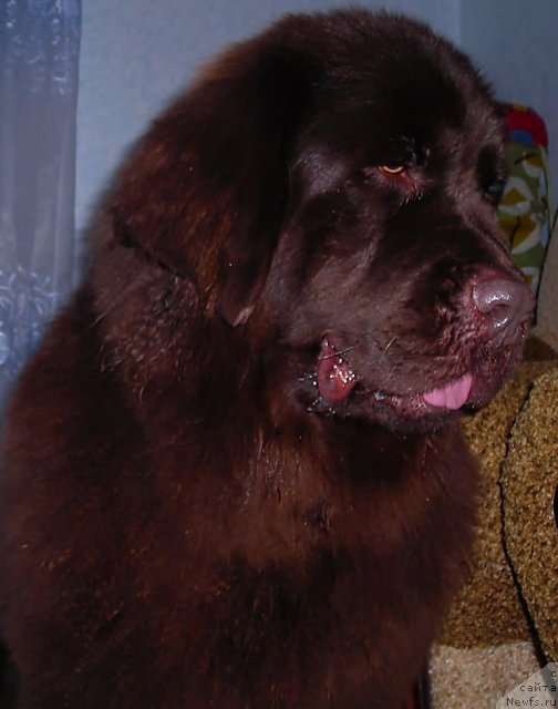 Фото: ньюфаундленд CHernyiy SHarm Abrikosovaya Karamel' (Черный Шарм Абрикосовая Карамель)