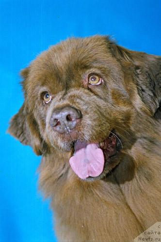 Фото: ньюфаундленд Froncia s Berega Dona (Фронсия с Берега Дона)