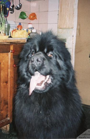 Фото: ньюфаундленд Archil Moguchiy Balu (Арчил Могучий Балу)