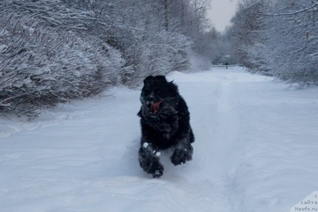 Фото: Гастон де Фуа