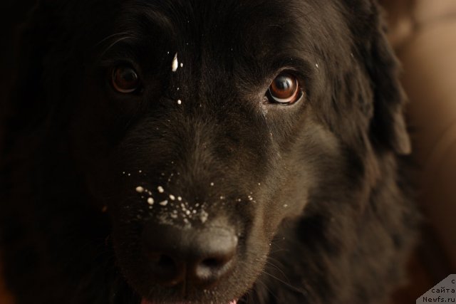 Фото: ньюфаундленд Vojdi Atlantidyi Gabbi (Вожди Атлантиды Габби)