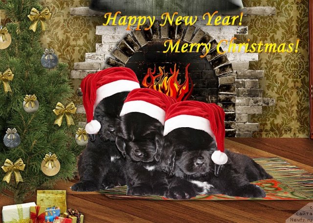 Фото: ньюфаундленд Beguschaya po Volnam Harizma (Бегущая по Волнам Харизма), ньюфаундленд Beguschaya po Volnam Hand Made (Бегущая по Волнам Ханд Маде), ньюфаундленд Beguschaya po Volnam Hasta la Vista (Бегущая по Волнам Хаста ла Виста)