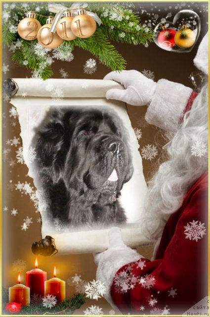 Фото: ньюфаундленд Arh B'yuti Odri Vol'naya Ptica (Арх Бьюти Одри Вольная Птица)