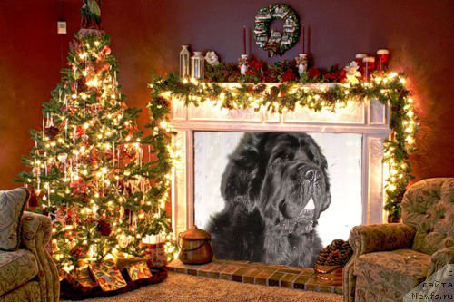 Фото: ньюфаундленд Arh B'yuti Odri Vol'naya Ptica (Арх Бьюти Одри Вольная Птица)