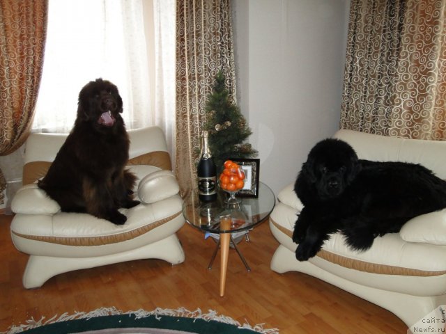 Фотография № 55927