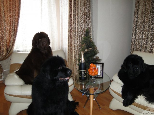 Фото: ], ньюфаундленд Baloven' Sud'byi (Баловень Судьбы), ньюфаундленд N'yufort Lunnyiy Barhat (Ньюфорт Лунный Бархат), ньюфаундленд Barhatka Roskoshnaya (Бархатка Роскошная)