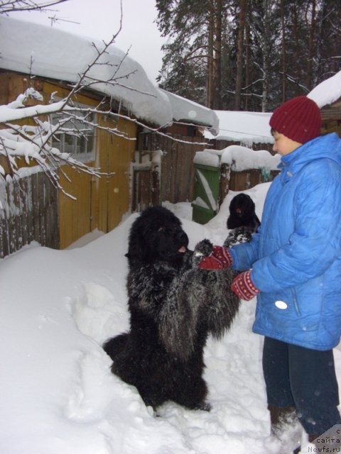 Фото: ньюфаундленд Baryishnya (Барышня)