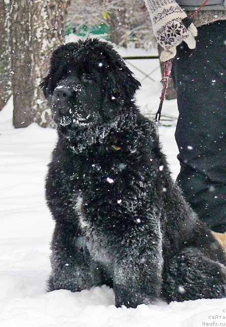 Фото: ньюфаундленд Donats Pride Award to Wins (Донатс Прайд Авард ту Вин)