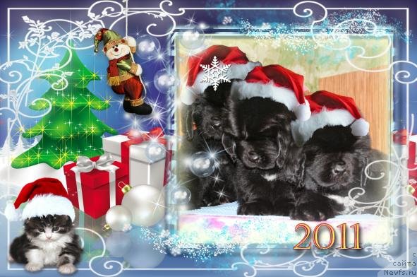 Фото: ньюфаундленд Beguschaya po Volnam Harizma (Бегущая по Волнам Харизма), ньюфаундленд Beguschaya po Volnam Hand Made (Бегущая по Волнам Ханд Маде), ньюфаундленд Beguschaya po Volnam Hasta la Vista (Бегущая по Волнам Хаста ла Виста)