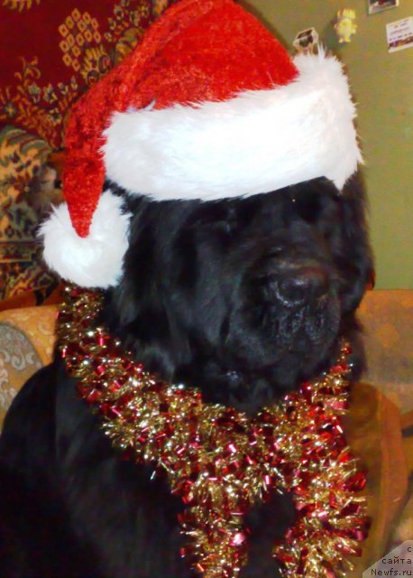 Фото: ньюфаундленд Smigar Nimfeya Neotrazimaya (Смигар Нимфея Неотразимая)