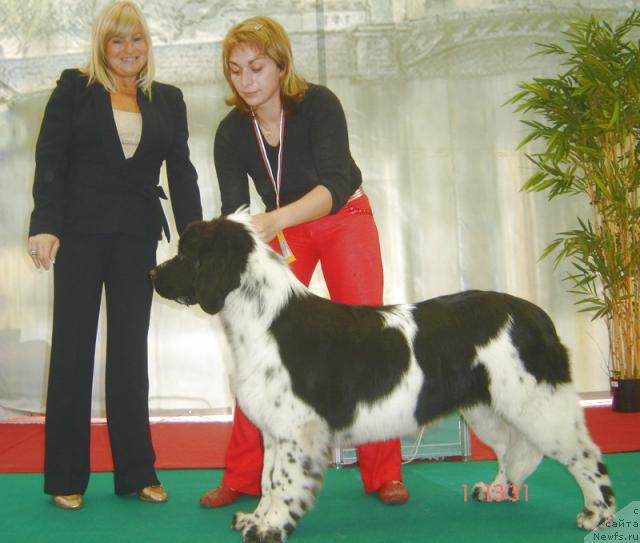 Фото: ньюфаундленд Mag Ispolin Carte Blanche for Piternyuf (Маг Исполин Карте Бланч фор Питерньюф), Kseniya Semikova (Ксения Семикова)