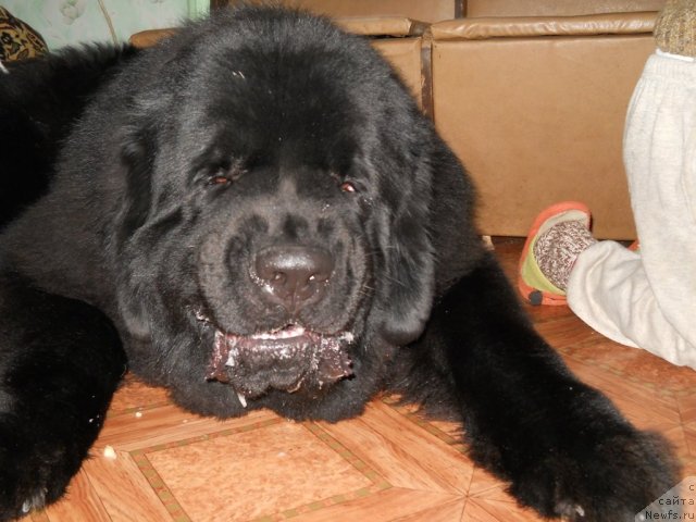 Фото: ньюфаундленд Aquatoriya Kelvin Kilimandzharo (Акватория Келвин Килиманджаро)