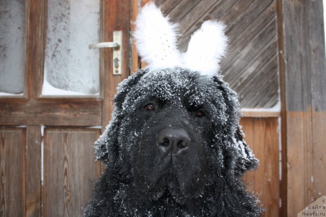 Фото: ньюфаундленд Ahrem Vyaliki Myadzvedz' (Ахрем Вялiкi Мядзведзь), ньюфаундленд Ahrem Vyaliki Myadzvedz' (Ахрем Вялiкi Мядзведзь)