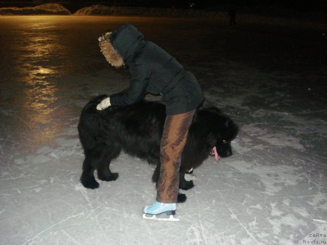 Фото: ньюфаундленд Kapitan N'yufort (Капитан Ньюфорт), Irina Verovenko (Ирина Веровенко)