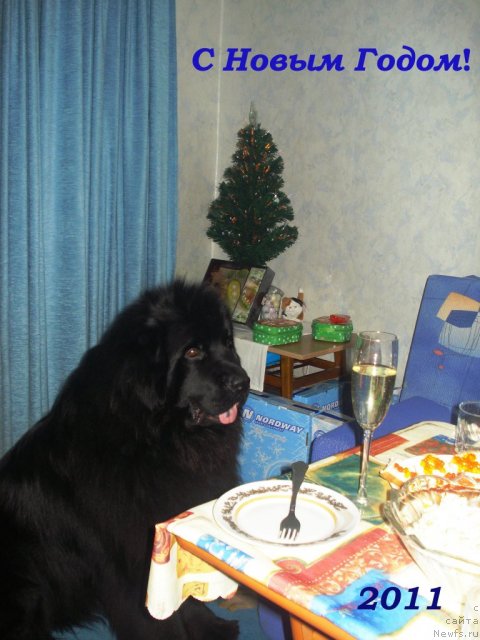 Фото: ньюфаундленд Kapitan N'yufort (Капитан Ньюфорт)