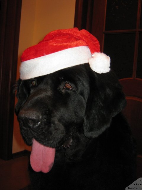 Фото: ньюфаундленд Pamella Almas-Alana