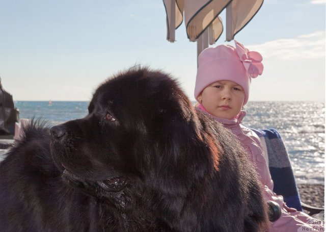 Фото: ньюфаундленд Potap Fidel' (Потап Фидель)