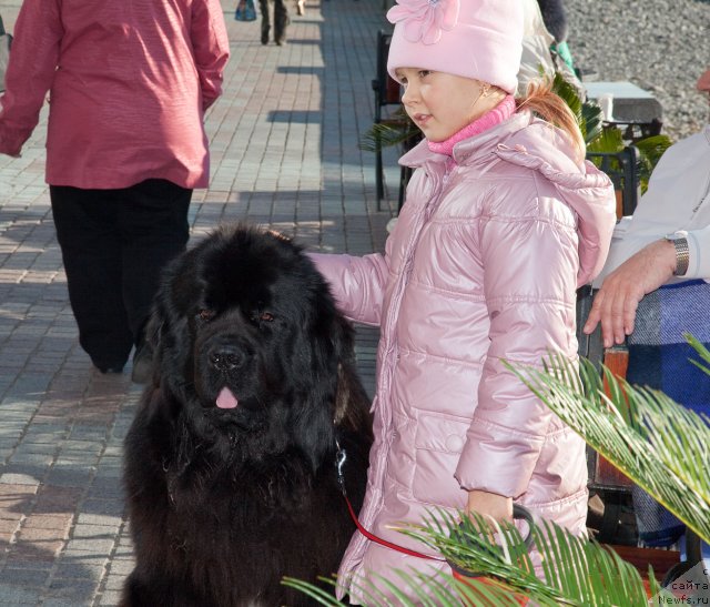 Фото: ньюфаундленд Potap Fidel' (Потап Фидель)