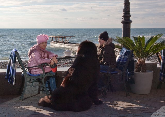 Фото: ньюфаундленд Potap Fidel' (Потап Фидель)