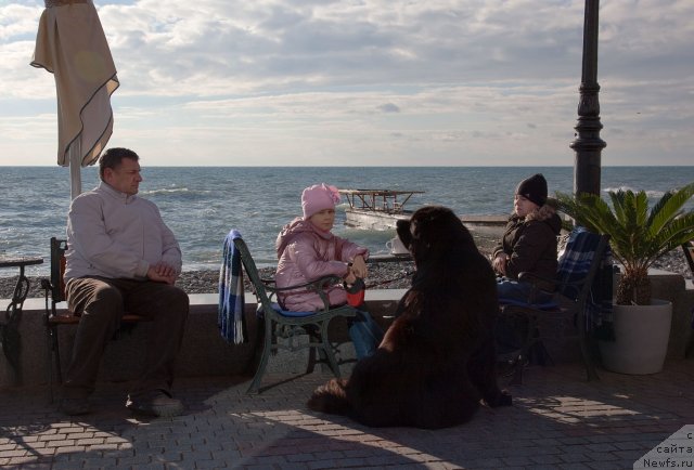 Фото: ньюфаундленд Potap Fidel' (Потап Фидель)