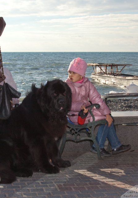 Фото: ньюфаундленд Potap Fidel' (Потап Фидель)
