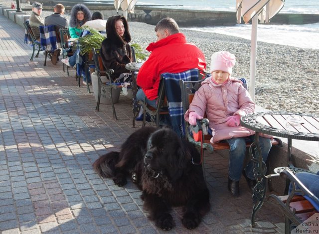 Фото: ньюфаундленд Potap Fidel' (Потап Фидель)