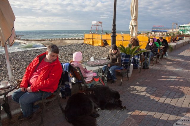 Фото: ньюфаундленд Potap Fidel' (Потап Фидель)