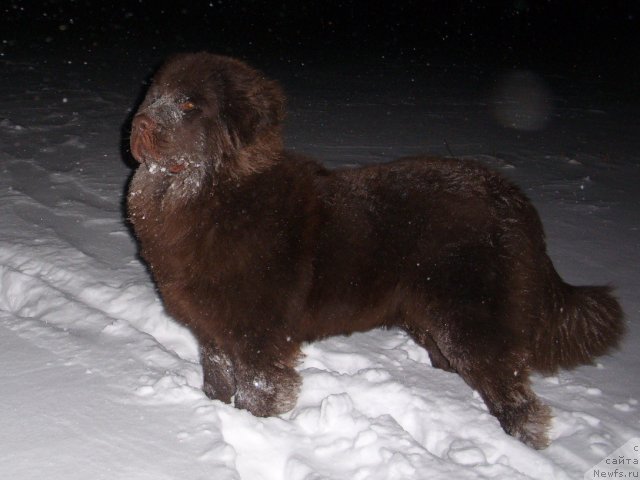 Фото: ньюфаундленд CHernyiy SHarm Amber Best Dog FO Marleon (Черный Шарм Амбер Бест Дог ФО Марлеон)