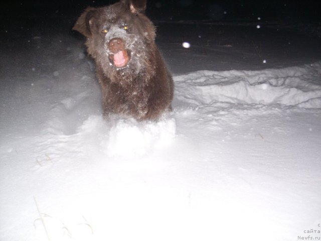 Фото: ньюфаундленд CHernyiy SHarm Amber Best Dog FO Marleon (Черный Шарм Амбер Бест Дог ФО Марлеон)