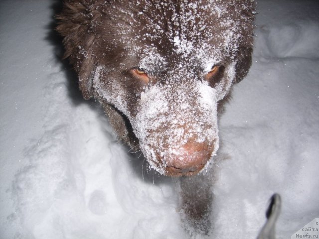 Фото: ньюфаундленд CHernyiy SHarm Amber Best Dog FO Marleon (Черный Шарм Амбер Бест Дог ФО Марлеон)