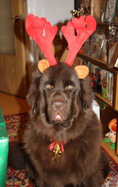 Фото: ньюфаундленд Chernyi Sharm Angel'skaya Krasota (Черный Шарм Ангельская Красота)