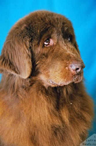 Фото: ньюфаундленд Marica (Марица)