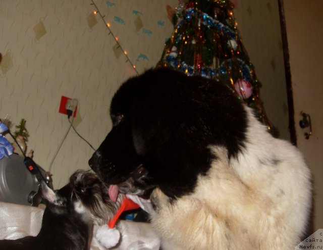 Фото: ньюфаундленд Aleze Beautiful Princess Aqua Pearl